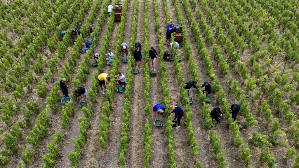 Champagne bölgesinde üzüm hasadı yapan işçiler