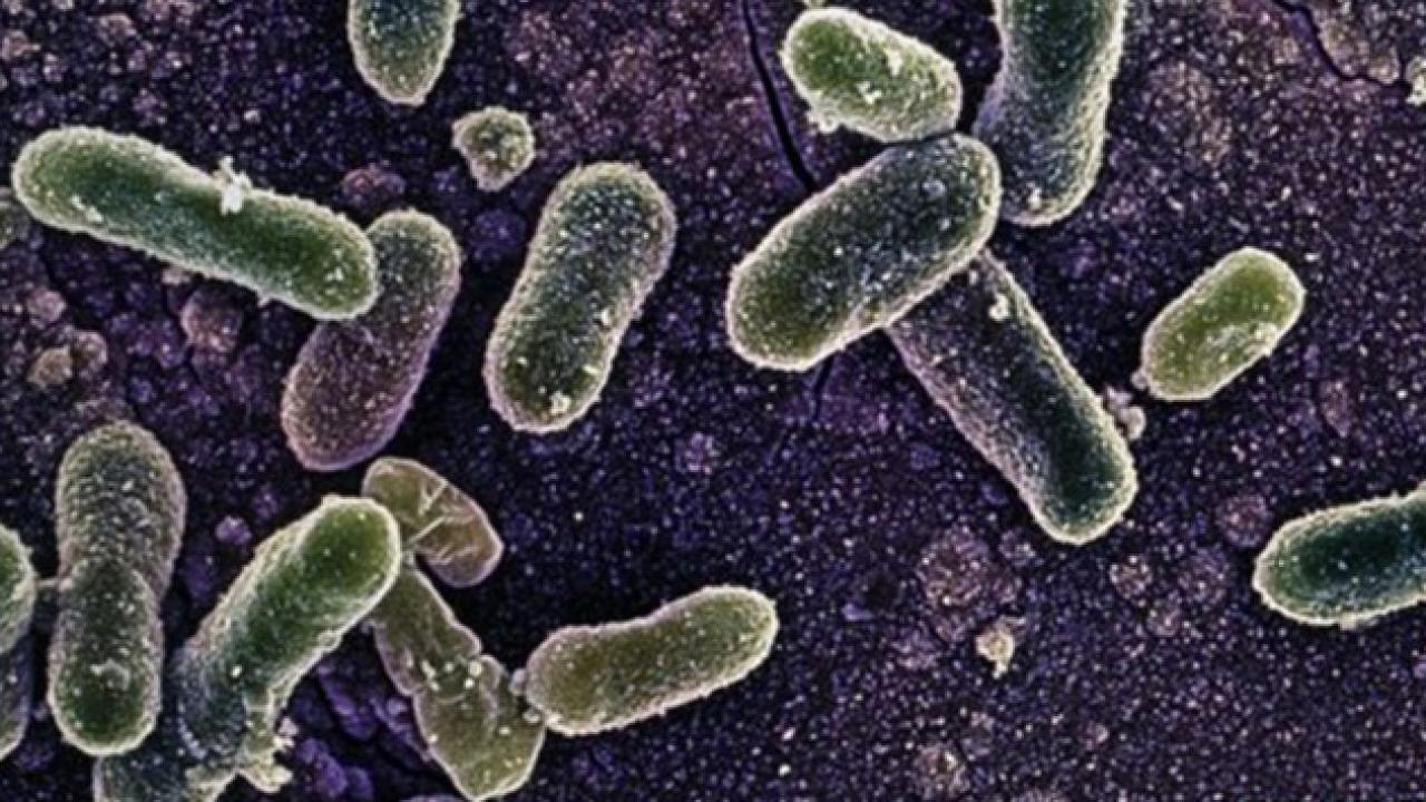Belçika’daki Salmonella salgınında vaka sayısı 318’e yükseldi