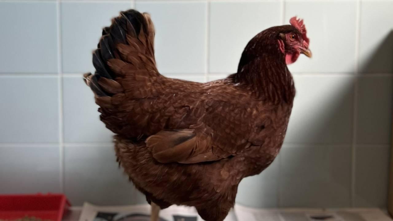 Delaware’de tavuklar Batı Nil virüsü için erken uyarı görevi görüyor